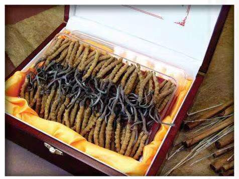 石河子冬虫夏草回收